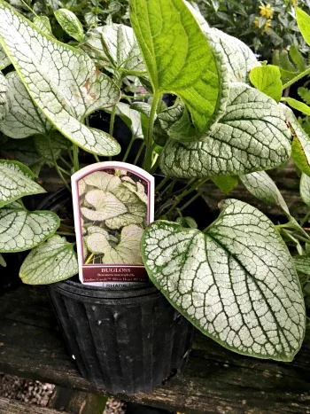 Bugloss Brunnera "Silver Heart"