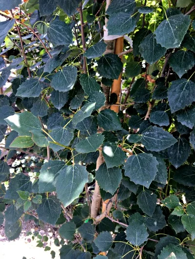Aspen Quaking Upright