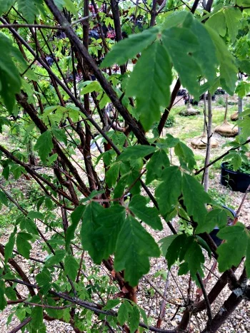 Maple Paperbark MultiStem