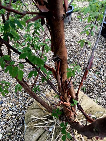 Maple Paperbark MultiStem