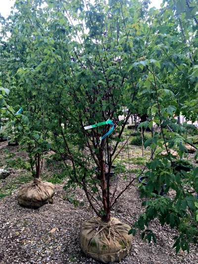 Maple Paperbark MultiStem