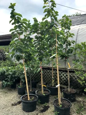 Magnolia 'Elizabeth'