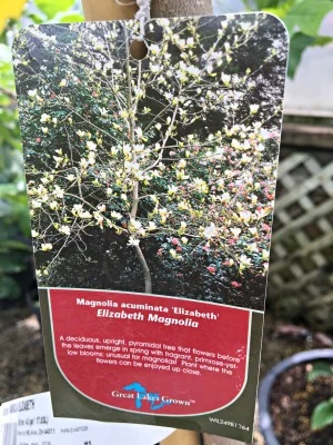 Magnolia 'Elizabeth'