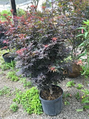 Maple Japanese 'Skeeter's Broom
