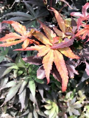 Maple Japanese 'Skeeter's Broom