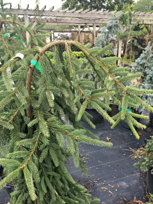 Spruce Norway Frohburg Weeping