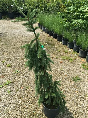 Spruce Norway Frohburg Weeping