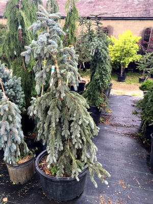 Spruce Norway Blue Weeping
