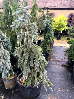 Spruce Blue the Blues