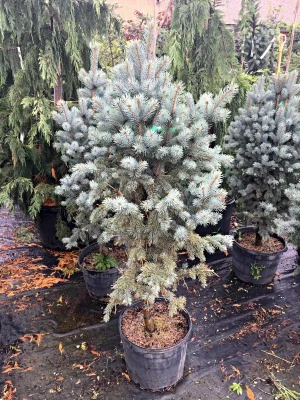 Spruce Colorado Fastigiata