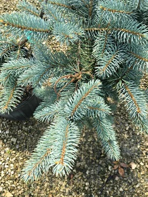Spruce Colorado Procumbens