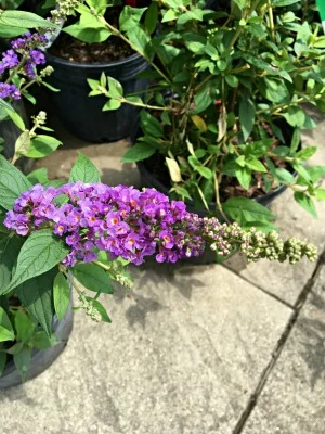 Butterfly Bush "Nanho Purple"