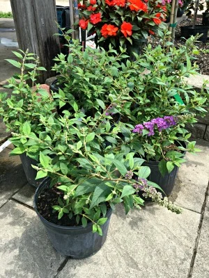 Butterfly Bush "Nanho Purple"
