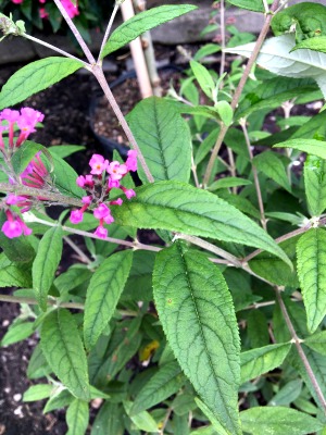 Butterfly Bush "Pink Delight"