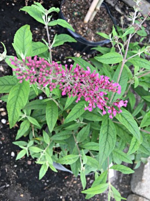 Butterfly Bush "Pink Delight"
