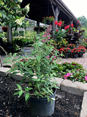 Butterfly Bush "Pink Delight"