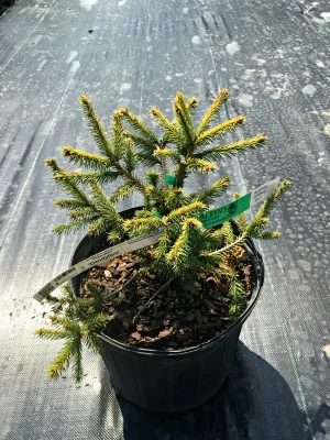 Spruce Norway 'Dandylion'