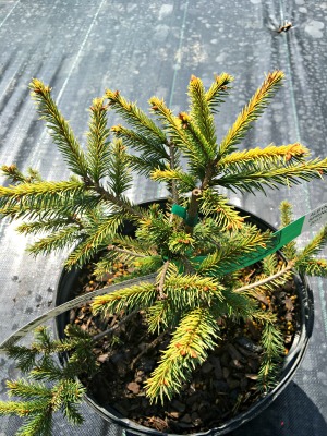 Spruce Norway 'Dandylion'