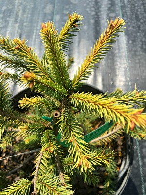 Spruce Norway 'Dandylion'