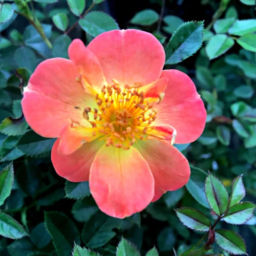 Rose Oso Easy Paprika