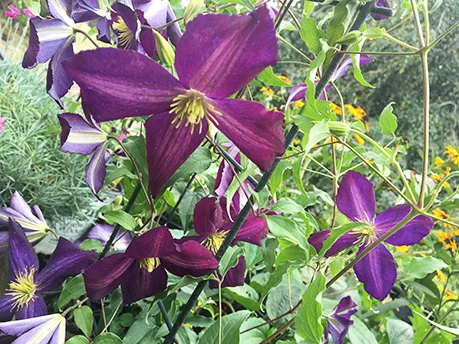  #1 CLEMATIS 'HAPPY JACK' Nick named, "Queen of the Climbers" Perfect for trellis, fences, or pergolas. 'Happy Jack' is known for its incredibly large purple blooms. 