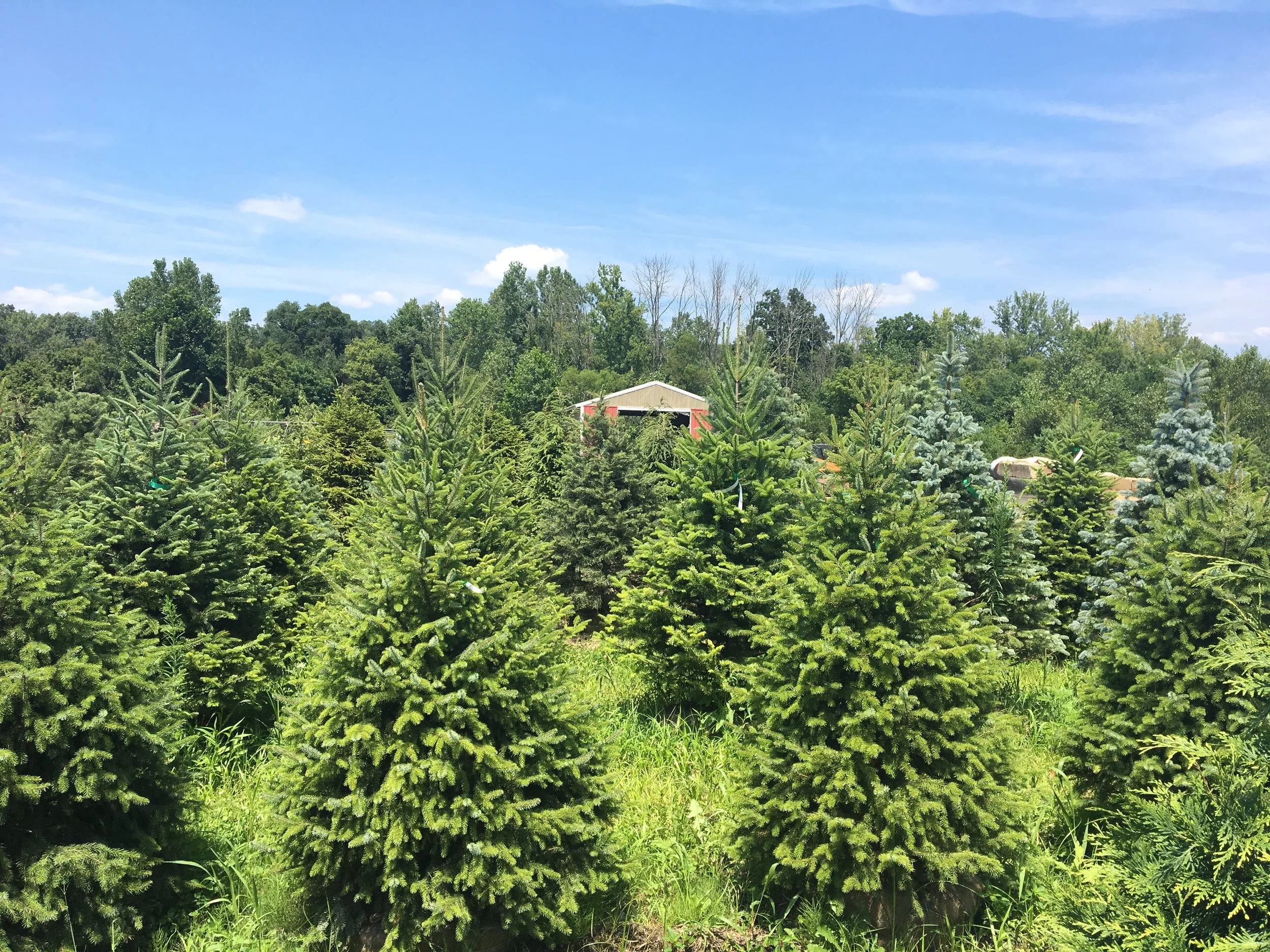 Toxic or Treatable? Most Common Evergreen Diseases 