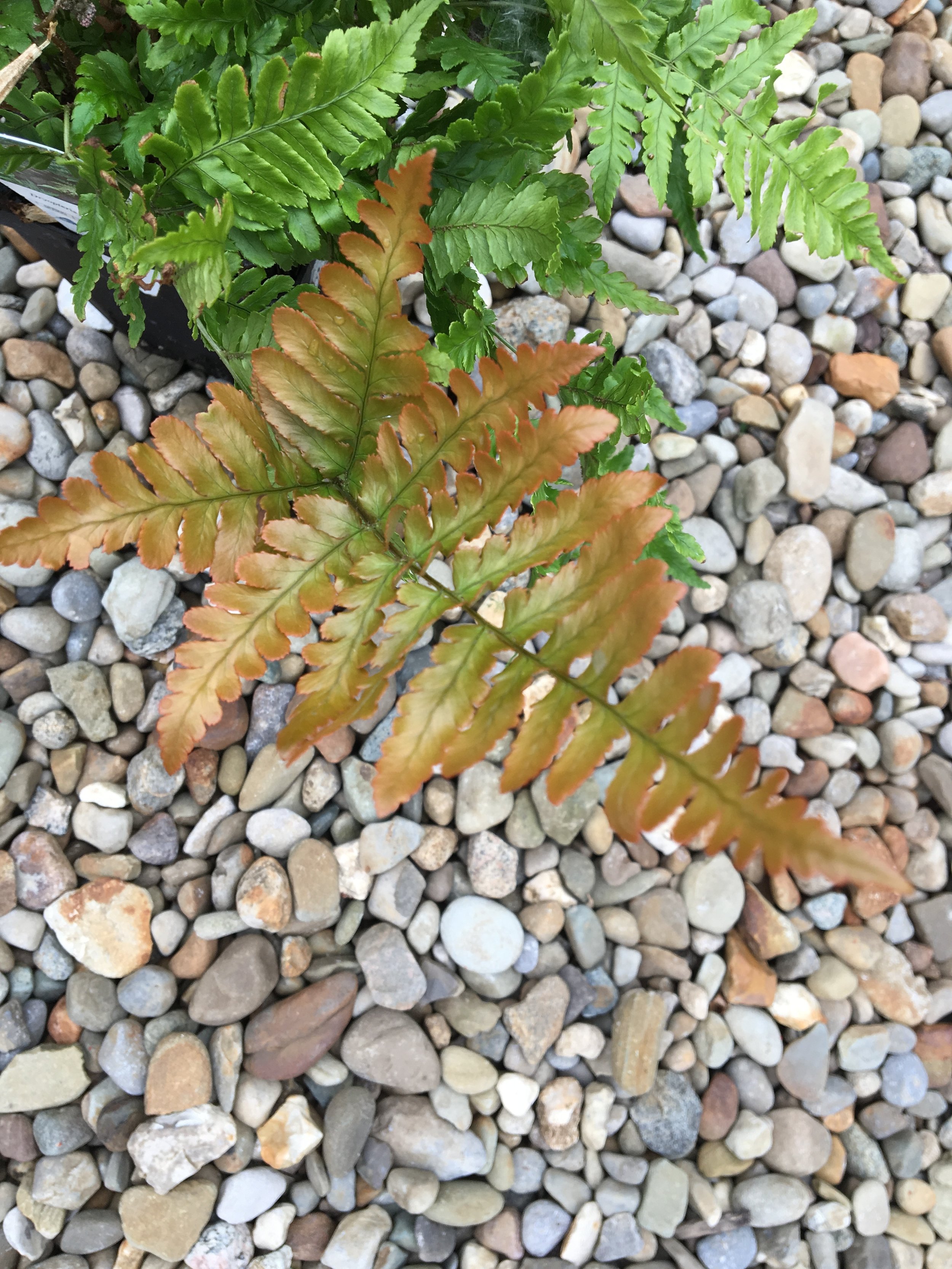 Fall Container Ideas