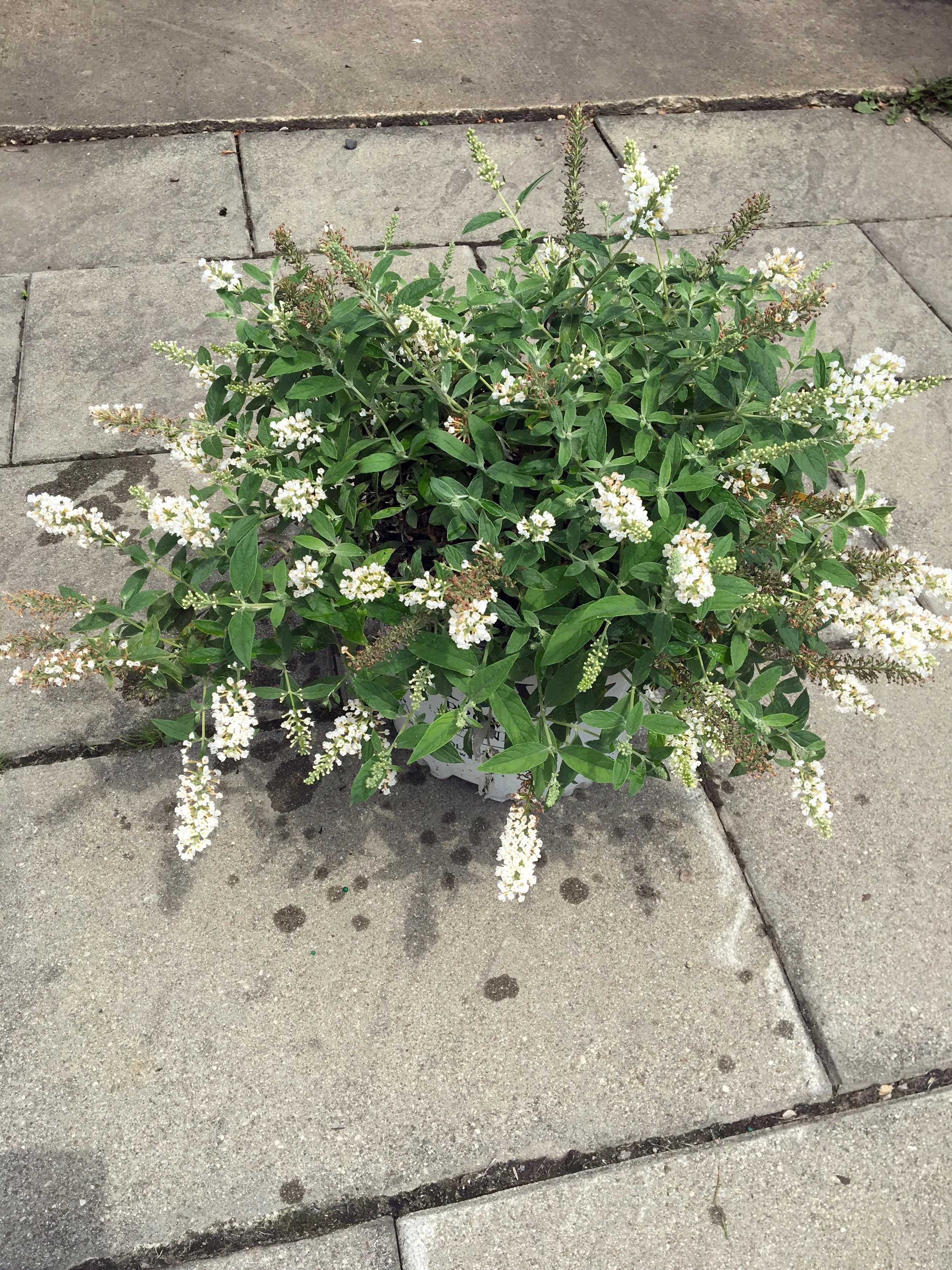 Butterfly Bush 'Ice Chip'