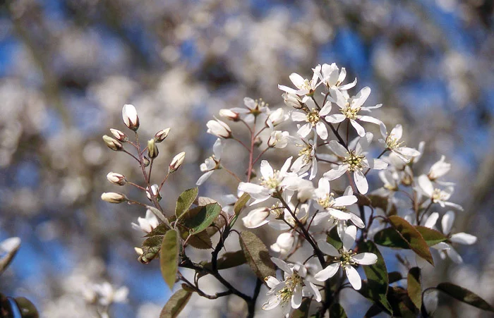 Serviceberry Autumn Brilliance Bloom