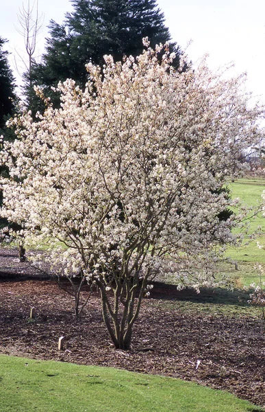 Serviceberry Autumn Brilliance Spring Foliage