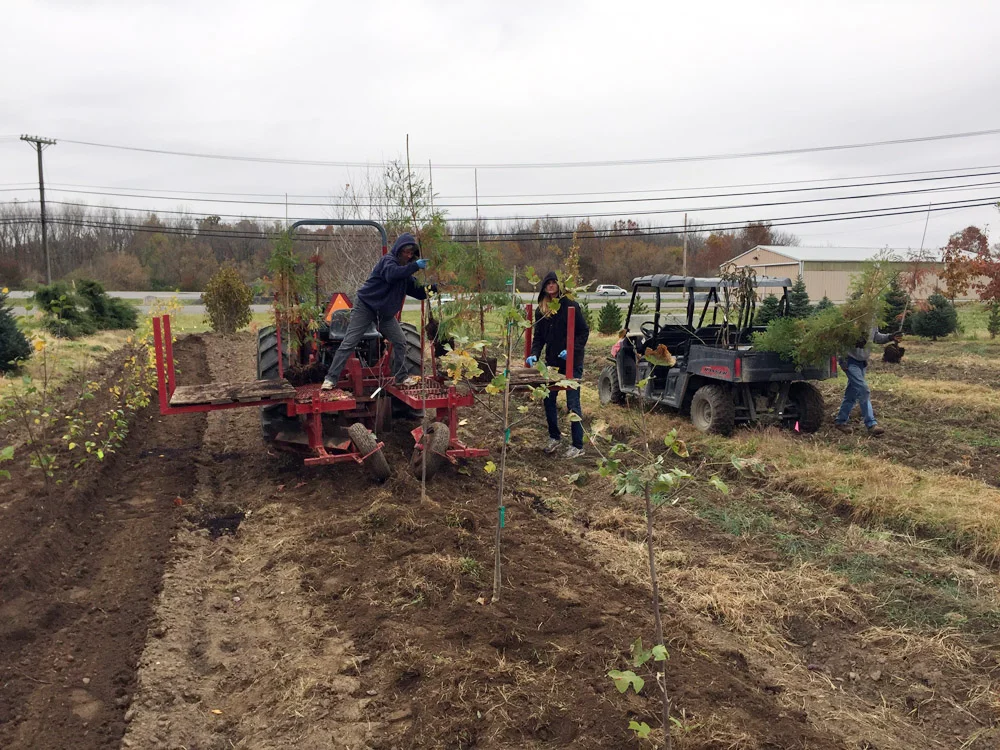 Tree Nursery Planting Process .jpg