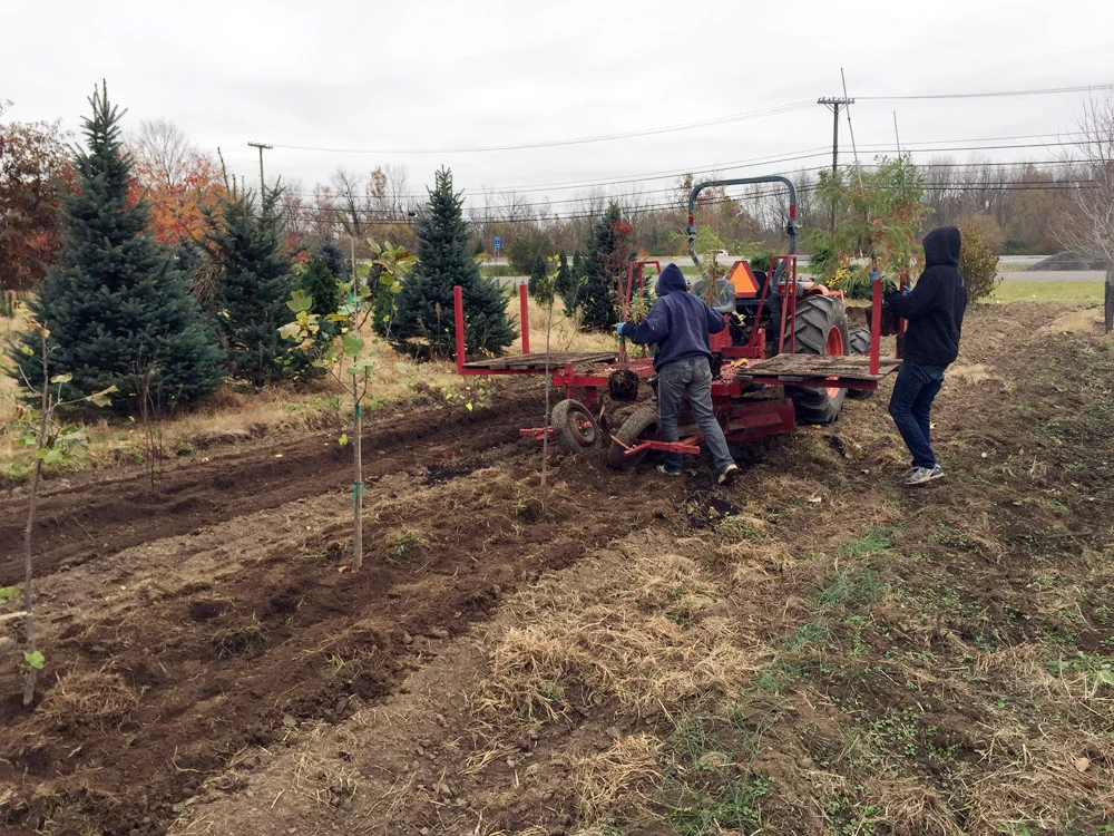 Tree Nursery Planting for winter.jpg