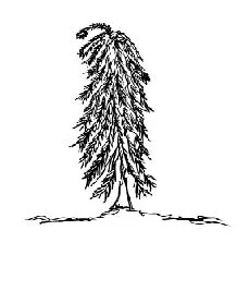 weeping evergreen tree shape small.jpg