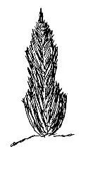 columnar tree 2.jpg