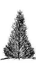 pyramidal evergreen tree shape.jpg