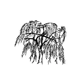  WEEPING TREES