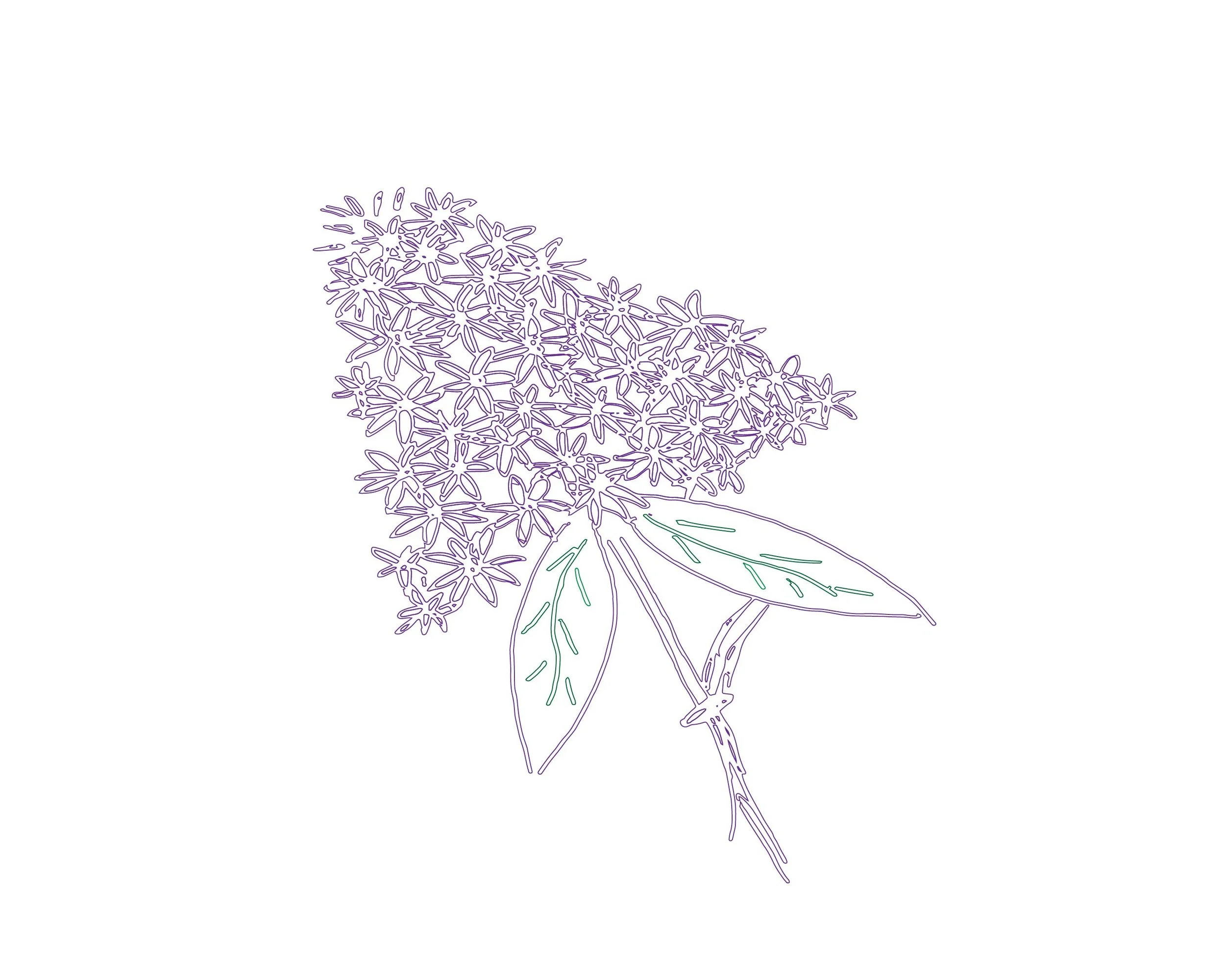 &nbsp; &nbsp; &nbsp; &nbsp; &nbsp; &nbsp; &nbsp; &nbsp; &nbsp; &nbsp; &nbsp; &nbsp; &nbsp; &nbsp; &nbsp; &nbsp; &nbsp; &nbsp;FLOWERING TREES