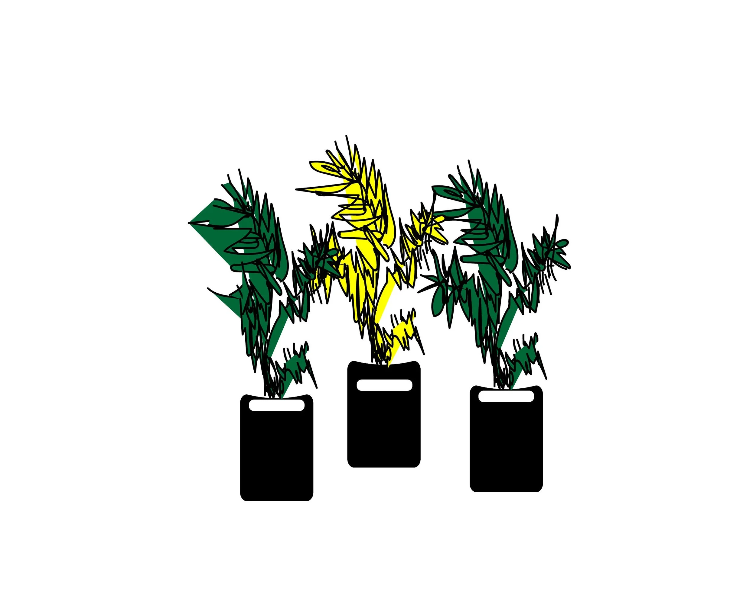 &nbsp; &nbsp; &nbsp; &nbsp; &nbsp; &nbsp; &nbsp; &nbsp; &nbsp; &nbsp; &nbsp; UNIQUE &amp; RARE EVERGREEN TREES