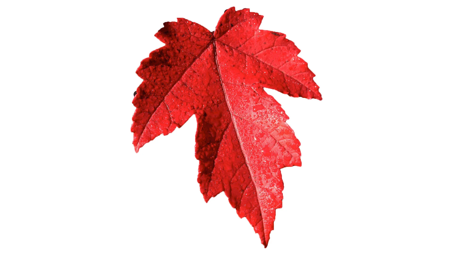 bigleafred.jpg