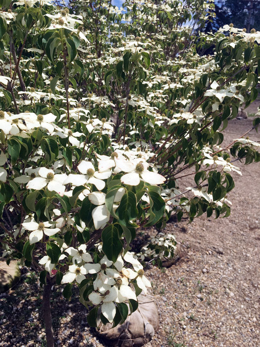 Dogowod Japanese Milkyway Flowers White.jpg