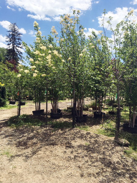 Lilac Summer Charm Tree_1.jpg