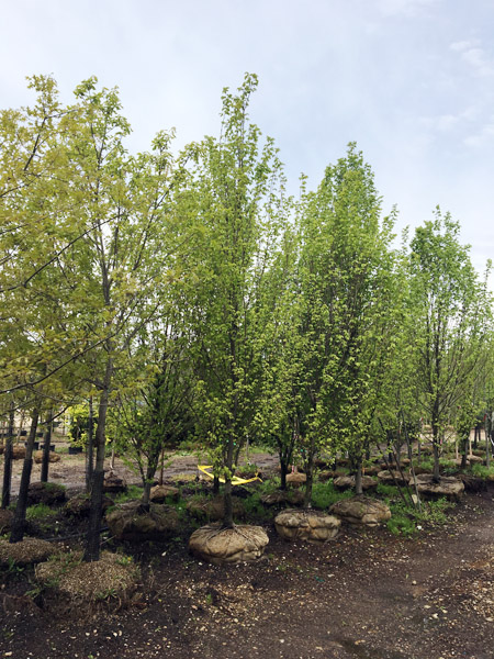 Tree Selection at Garden Shop_1.jpg