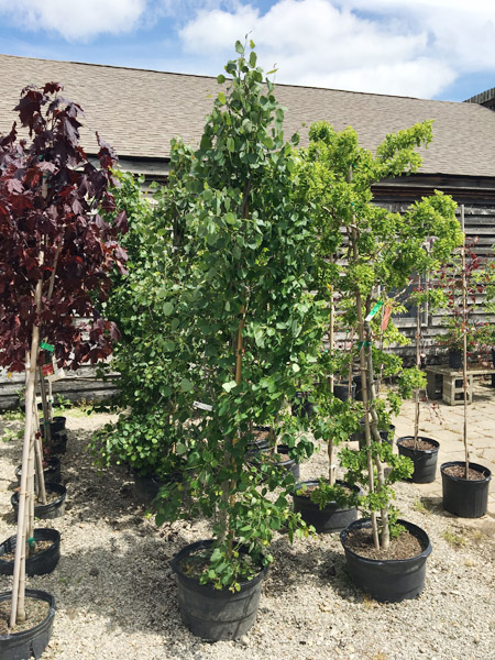 Quaking Aspen Tree Narrow_1.jpg