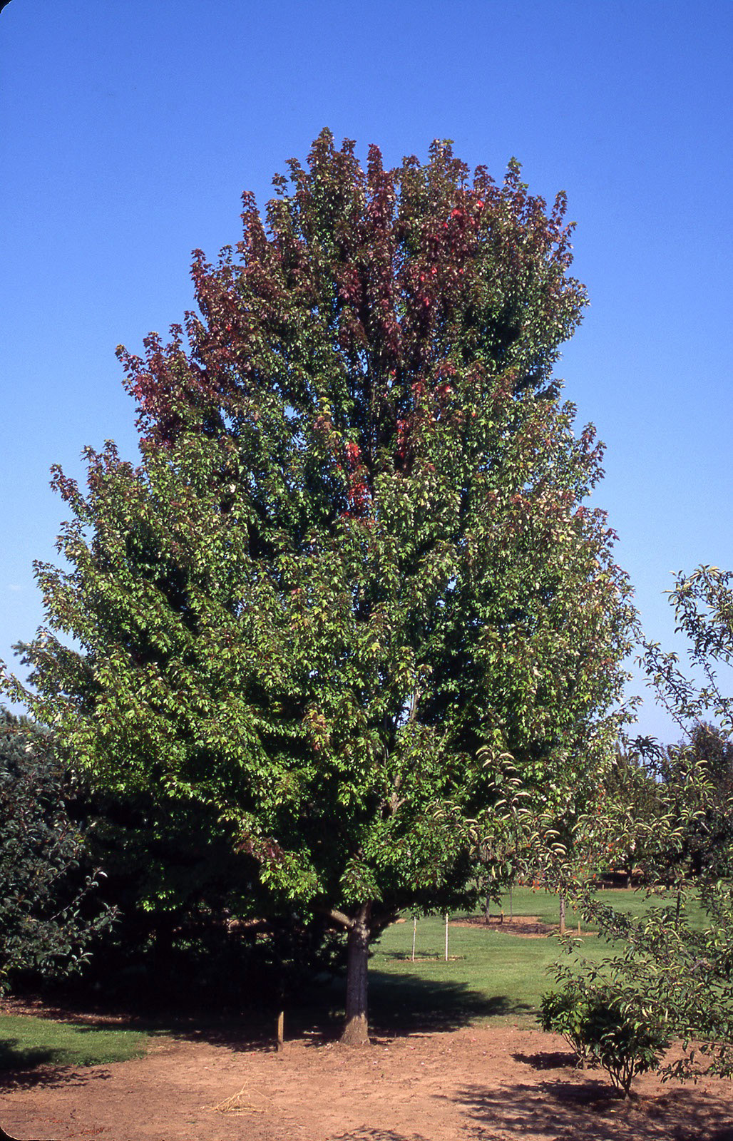 Autumn Blaze Maple summer foliage.jpg