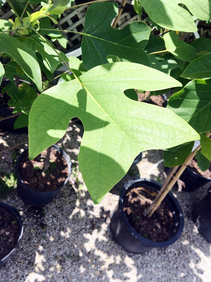 Tulip Tree Leaves.jpg