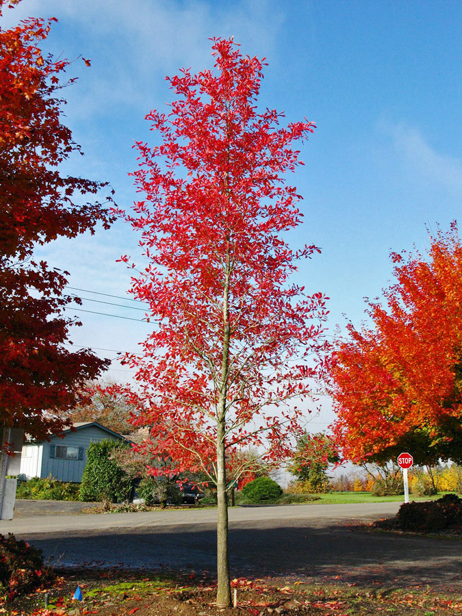 Afterburner Tupelo Fall Foliage.jpg