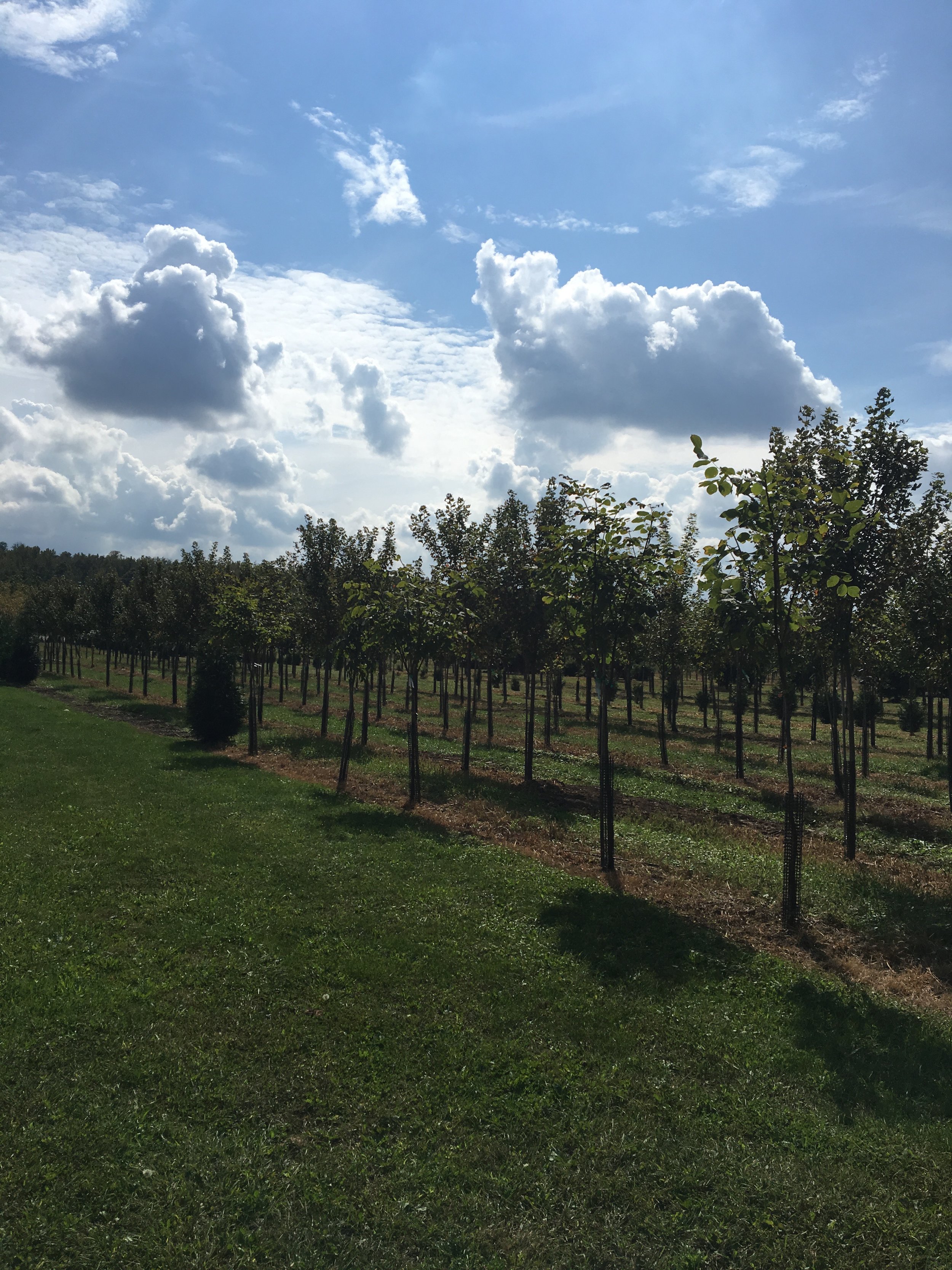 Albyns Tree Nursery.jpg