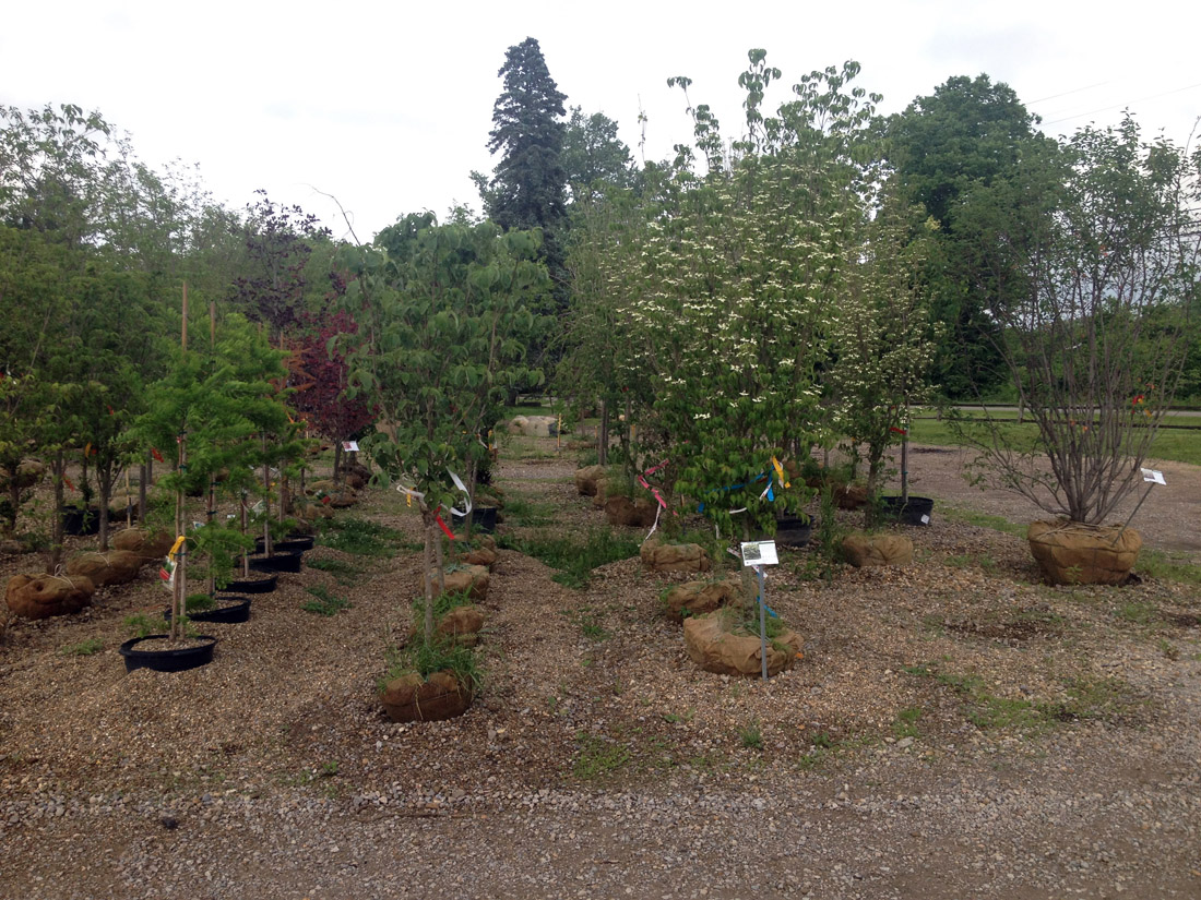 treesinfrontlotatalbynsnursery.jpg