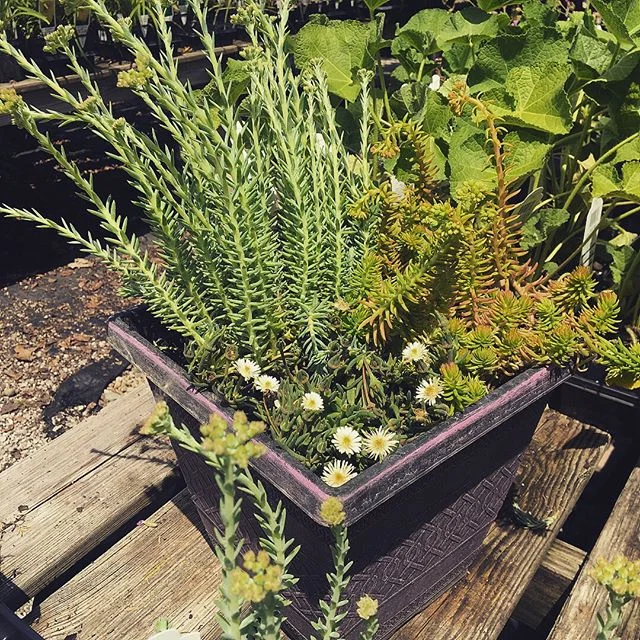 Crushing on this #containergarden #stonecrop #iceplant #combo! .
.
.
.
.
Do you have a plant crush? We would &hearts;️ to see it! Tag @albynsnursery and tell us why?! .
.
.
.
.
.
Each tag we receive will be put into a drawing for your chance at makin