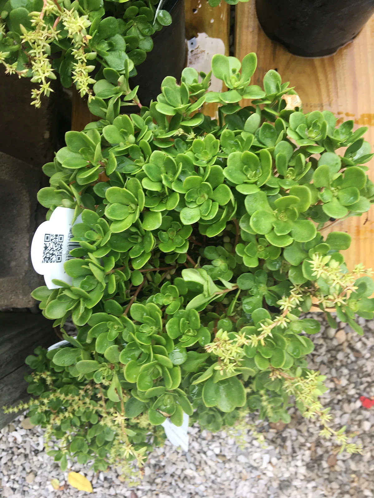 Stonecrop Larinem Park